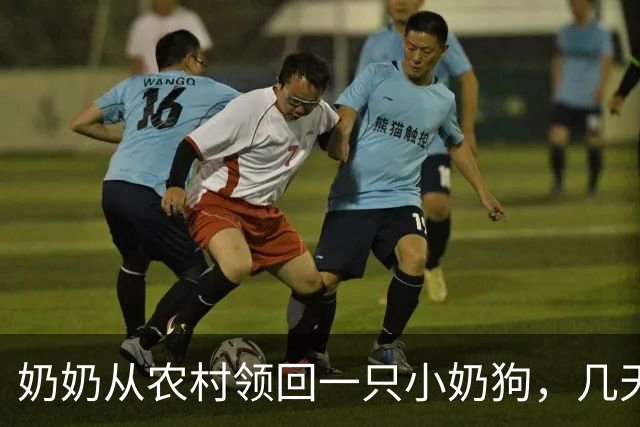 奶奶从农村领回一只小奶狗，几天后网友早起出门，看到门口这一幕，心都化了！